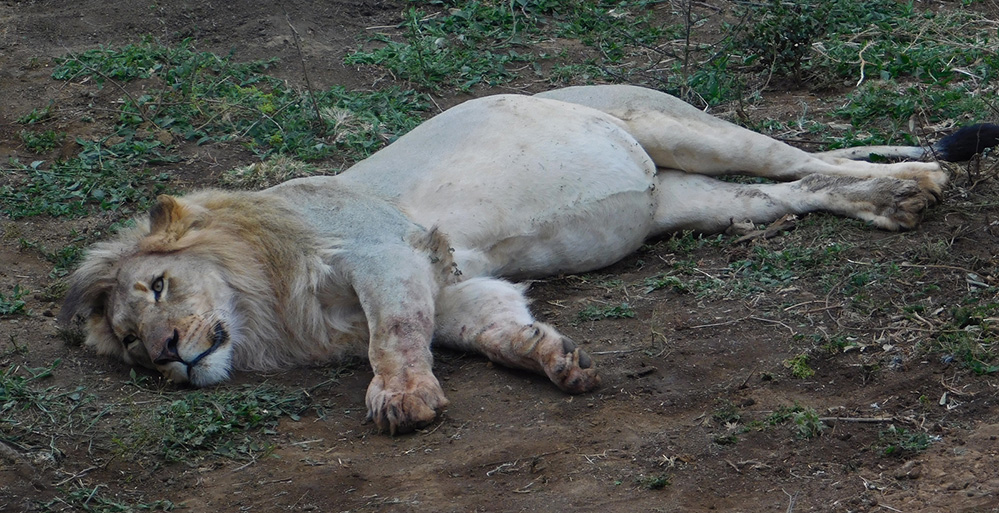 Daughters Photos Lion Resting